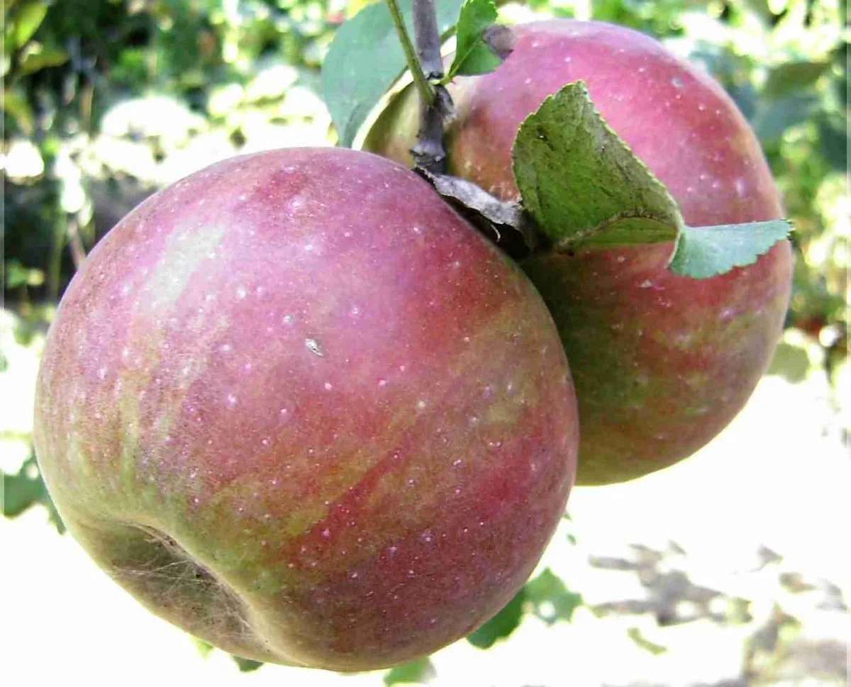 Яблоки — садовые, медовые, рассыпчатые