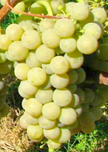 Технический виноград Солярис